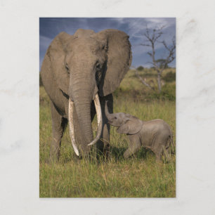 Carte Postale Animaux Bébés les Plus Mignons   Eléphant Amama av