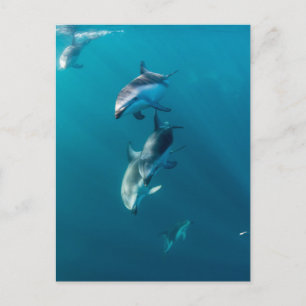 Carte Postale Animaux Bébés les Plus Mignons Famille de Dauphi