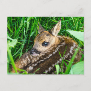Carte Postale Animaux Bébés les Plus Mignons Faon de Chevreuil