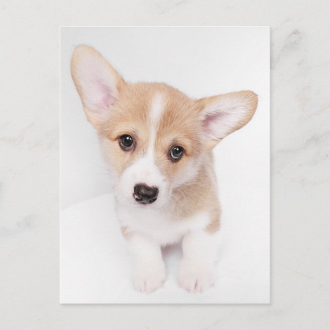 Carte Postale Animaux Bébés les Plus Mignons | Jeune chiot Corgi (Devant)