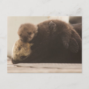 Carte Postale Animaux bébés les plus mignons   Jeune loutre