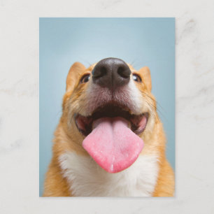 Carte Postale Animaux Bébés les Plus Mignons Langue de Corgi