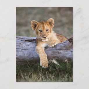 Carte Postale Animaux Bébés les Plus Mignons   Lionceau Mignon