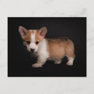 Carte Postale Animaux Bébés les Plus Mignons   Mini Corgi