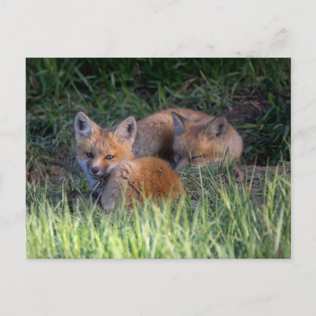 Carte Postale Animaux Bébés les Plus Mignons | Paire de Jeunes R (Devant)