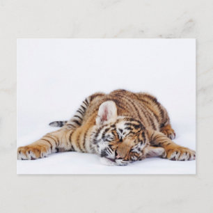 Carte Postale Animaux Bébés les Plus Mignons   Petit Tigre Bébé 