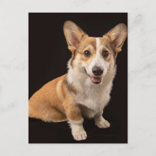 Carte Postale Animaux Bébés les Plus Mignons   Portrait de Corgi