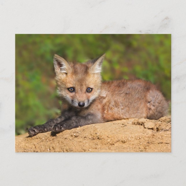 Carte Postale Animaux Bébés les Plus Mignons | Renardeau (Devant)