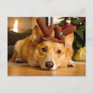 Carte Postale Animaux Bébés les Plus Mignons Renne de Noël Cor