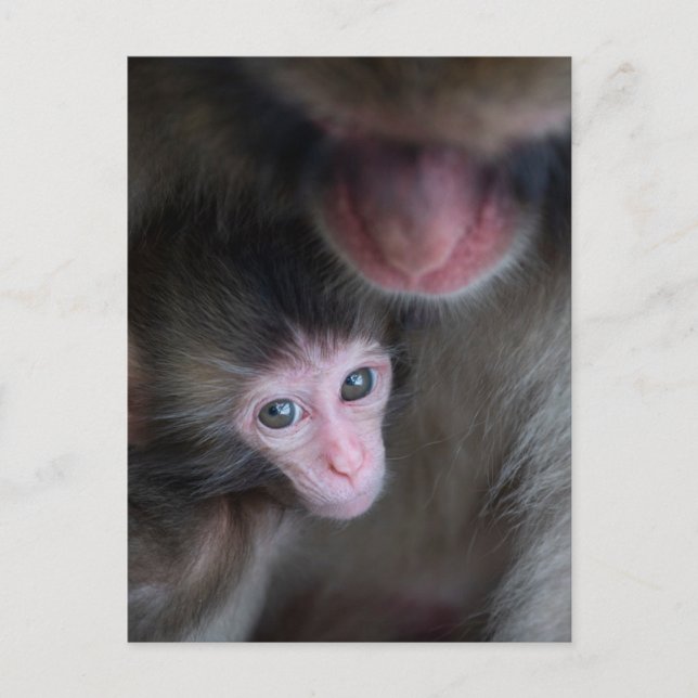 Carte Postale Animaux Bébés les Plus Mignons | Singe Macaque Béb (Devant)