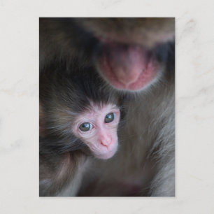 Carte Postale Animaux Bébés les Plus Mignons   Singe Macaque Béb