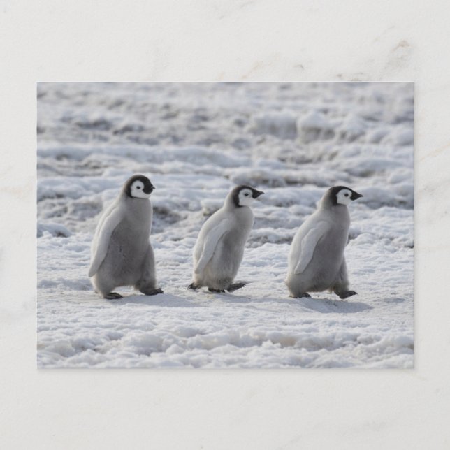 Carte Postale Animaux Bébés les Plus Mignons | Trois Jeunes Manc (Devant)