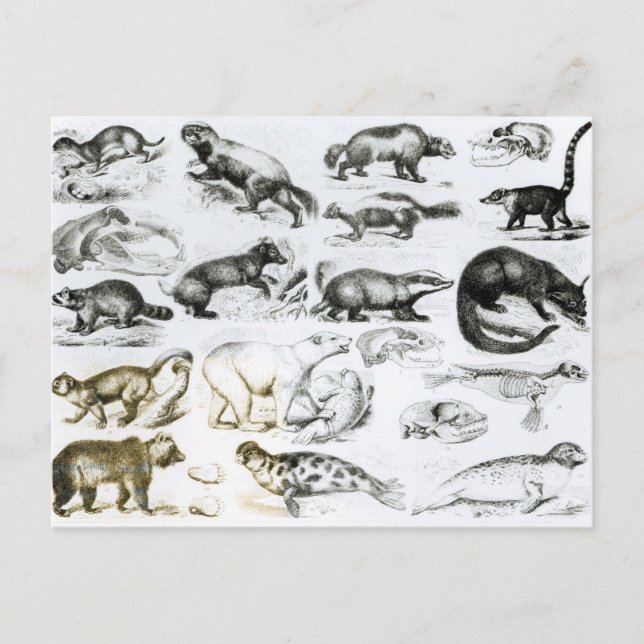 Carte Postale Animaux carnivores (Devant)