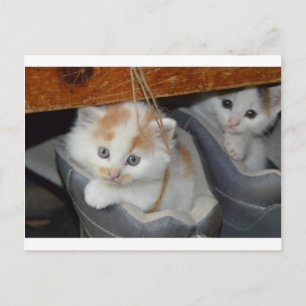 Carte Postale Animaux Cute Kitten Kitty Animaux Chats