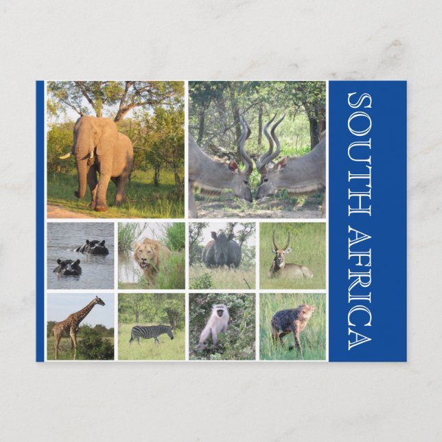 Carte Postale animaux d'afrique du sud (Devant)