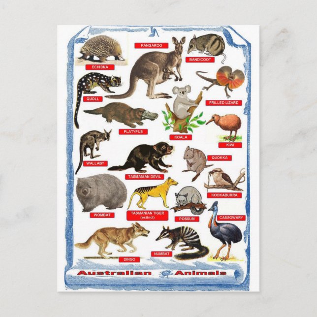 Carte postale Animaux d'Australie (Devant)