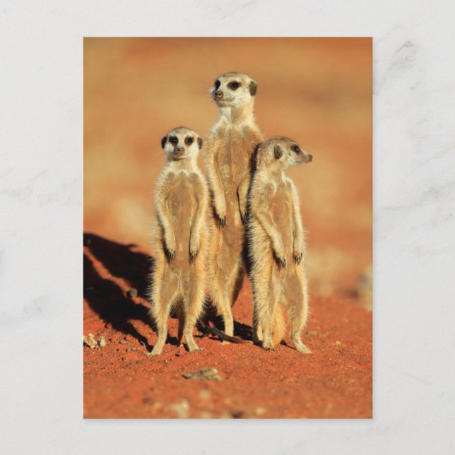 Carte Postale Animaux de bébés cutest | 3 Meerkats (Devant)