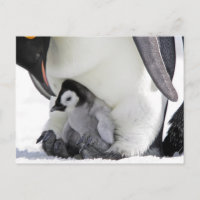 Animaux de bébés cutest | Baby Empereur Penguin