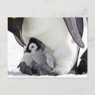 Carte Postale Animaux de bébés cutest | Baby Empereur Penguin