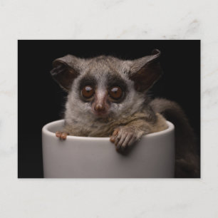 Carte Postale Animaux de bébés cutest   Bébé mignon