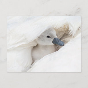 Carte Postale Animaux de bébés cutest Bébé Mute Swan