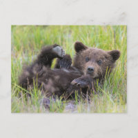 Animaux de bébés cutest | Bébé Ours Brown