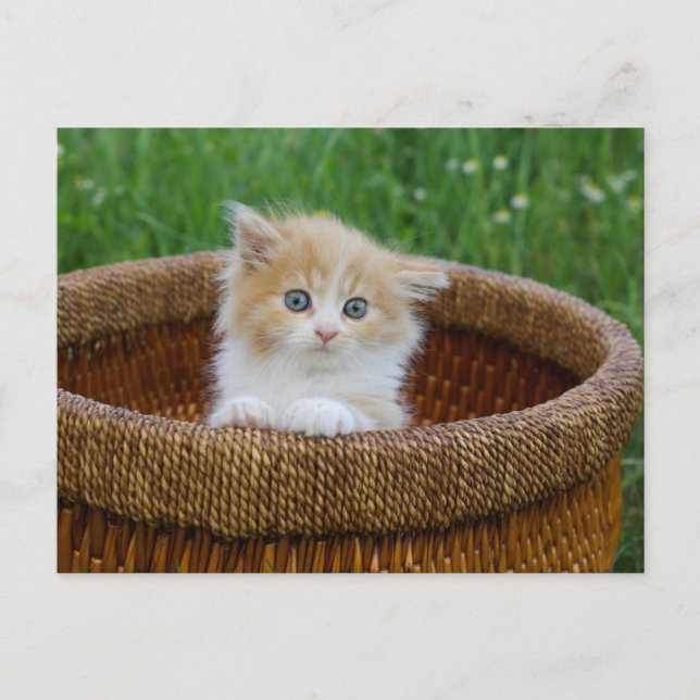 Carte Postale Animaux de bébés cutest | Blue Eyed Kitten (Devant)