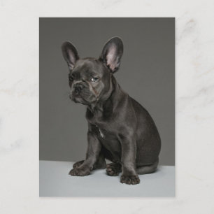 Carte Postale Animaux de bébés cutest   Blue French Bulldog Pupp
