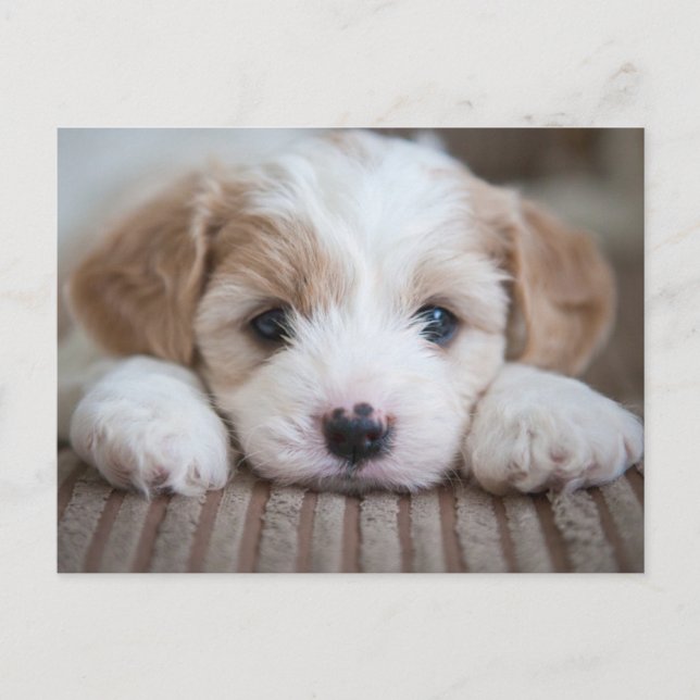 Carte Postale Animaux de bébés cutest | Cavashon Puppy (Devant)