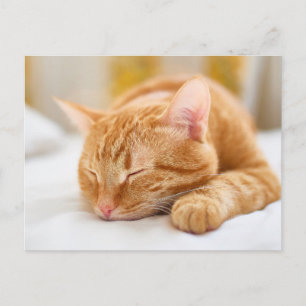 Carte Postale Animaux de bébés cutest Chat de gingembre dorman