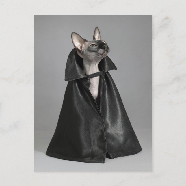 Carte Postale Animaux de bébés cutest | Chat sans poil Sphynx (Devant)