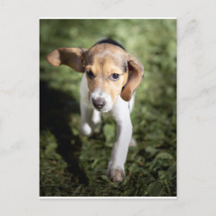 Carte Postale Animaux de bébés cutest   Chiot Beagle