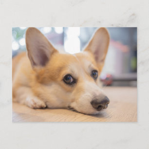 Carte Postale Animaux de bébés cutest Chiot de Corgi au sol