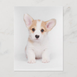 Carte Postale Animaux de bébés cutest   Chiot de Corgi blanc