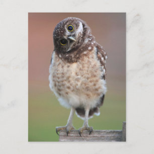 Carte Postale Animaux de bébés cutest   Chouette à tête bractée
