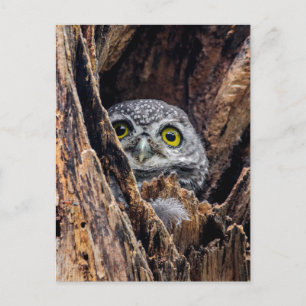 Carte Postale Animaux de bébés cutest   Chouette tachetée