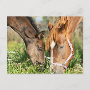 Carte Postale Animaux de bébés cutest   Colt à cheval