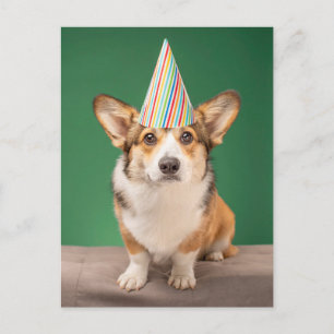 Carte Postale Animaux de bébés cutest   Corgi Anniversaire Chiot