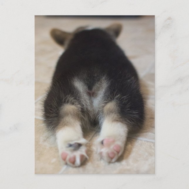 Carte Postale Animaux de bébés cutest | Corgi Puppy Derrière (Devant)