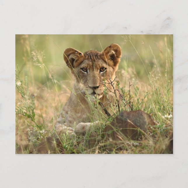 Carte Postale Animaux de bébés cutest | Cute Baby Lion Cub (Devant)
