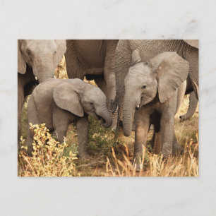 Carte Postale Animaux de bébés cutest Deux jeunes éléphants