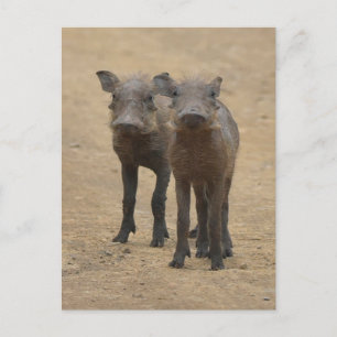 Carte Postale Animaux de bébés cutest Deux jeunes phacochères