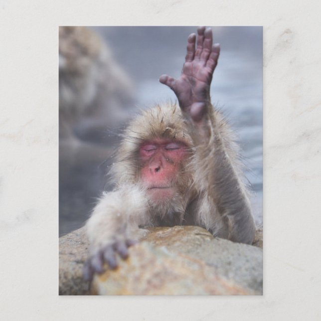 Carte Postale Animaux de bébés cutest | Face de singe de neige (Devant)