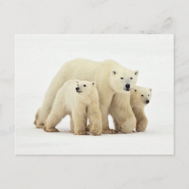 Carte Postale Animaux de bébés cutest | Famille d'ours polaires (Devant)