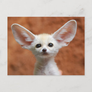 Carte Postale Animaux de bébés cutest Fennec Fox Pup