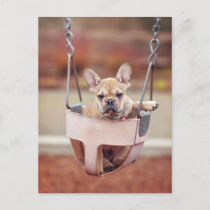 Carte Postale Animaux de bébés cutest   French Bulldog Playgroun