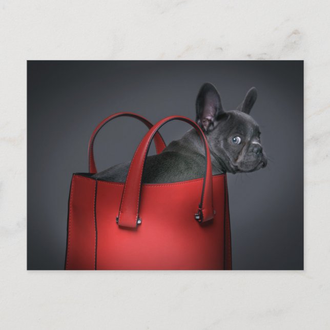 Carte Postale Animaux de bébés cutest | French Bulldog Red Hand  (Devant)