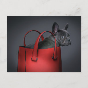 Carte Postale Animaux de bébés cutest   French Bulldog Red Hand 