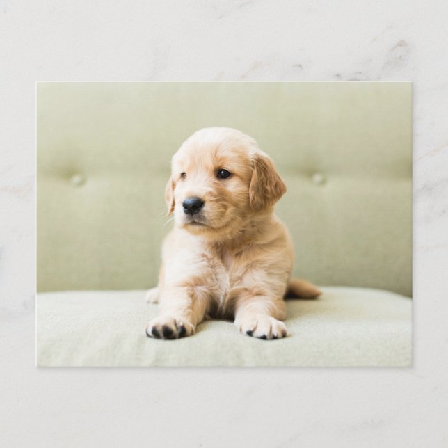 Carte Postale Animaux de bébés cutest | Golden Retriever Puppy (Devant)