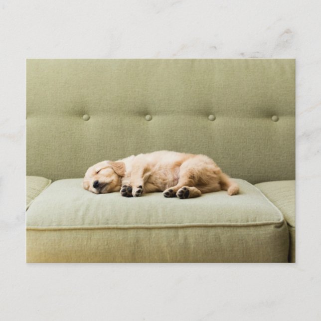 Carte Postale Animaux de bébés cutest | Golden Retriever Puppy 2 (Devant)